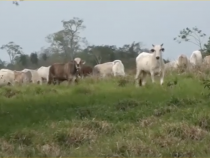 Paraguay von innen: Alto Paraguay und sein Wachstum in der Rinderzucht (Video)