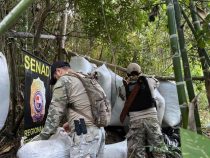 SENAD destruye 7 toneladas de marihuana y 6 campamentos narcos en Amambay