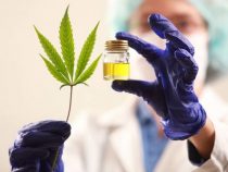 Laboratorios nacionales alistan productos a base de cannabis medicinal