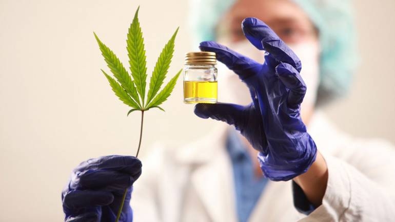 Laboratorios nacionales alistan productos a base de cannabis medicinal