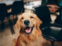 El olfato canino es muy fiable para detectar covid, según un estudio francés