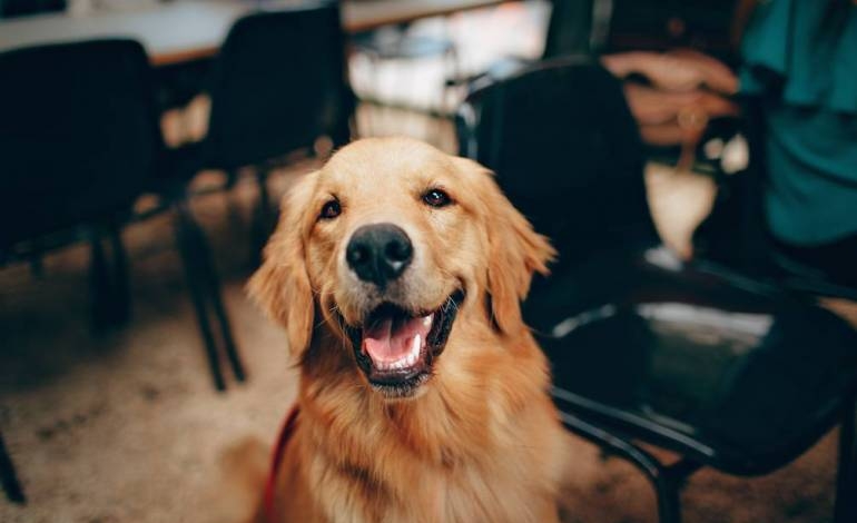 El olfato canino es muy fiable para detectar covid, según un estudio francés