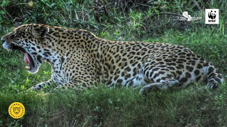 Buscan visibilizar y proteger al jaguareté con la campaña #ParaguayMásJaguareté