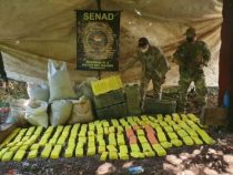 Desmantelan campamento narco y destruyen más de una tonelada de marihuana Desmantelan campamento narco y destruyen más de una tonelada de marihuana