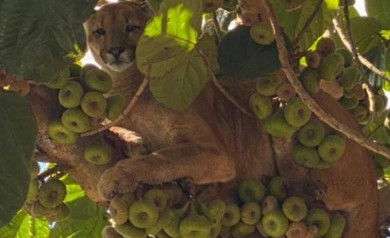 Puma suelto en Canindeyú trepó a un árbol: “No sabemos cómo llegó hasta acá”