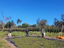 Hallan 5 toneladas de marihuana en un narcocampamento