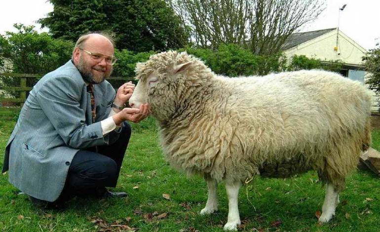 La Oveja Dolly: experimento que revolucionó la biología y generó polémica