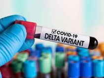 OMS: la pandemia está en momento „muy peligroso“ por auge de variante delta OMS: la pandemia está en momento „muy peligroso“ por auge de variante delta