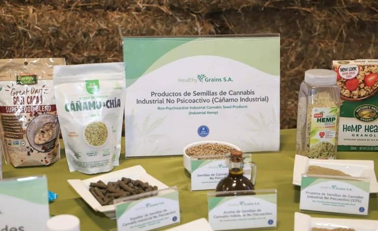 Cáñamo, una fuente de ingresos para pequeños productores