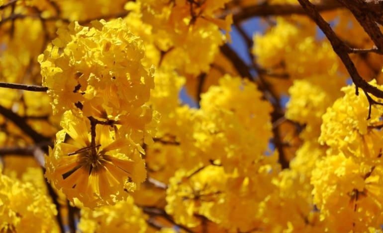 Lapachos embellecen la ciudad