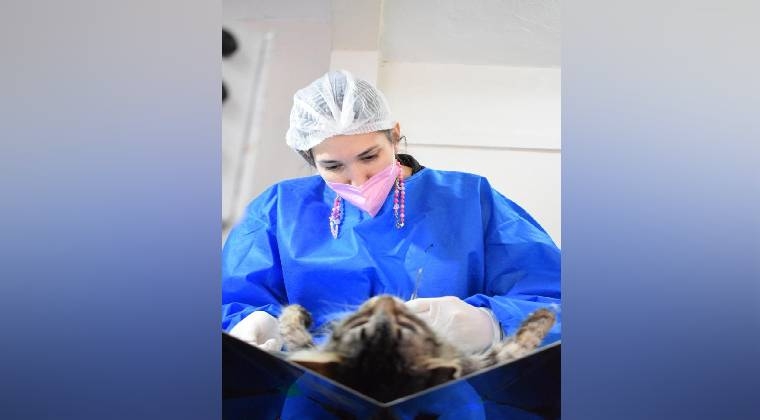 Hoy castración felina gratuita en San Lorenzo