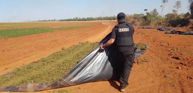SENAD logra importante perjuicio al narcotráfico en Caaguazú