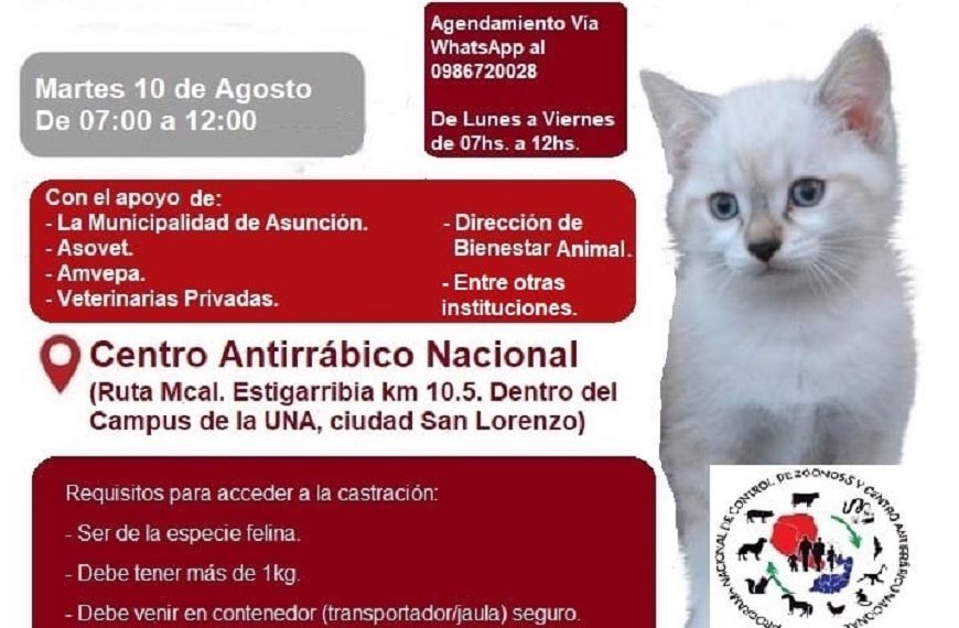 Jornada de castración felina gratuita la próxima semana
