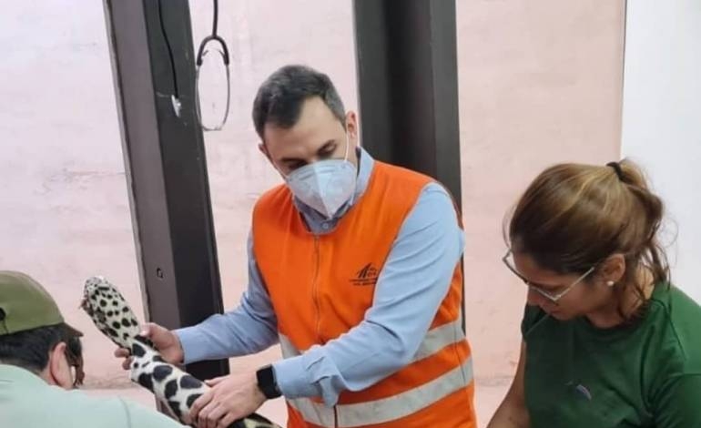 Investigan muerte de yaguareté hallado con heridas de bala y signos de arrollamiento