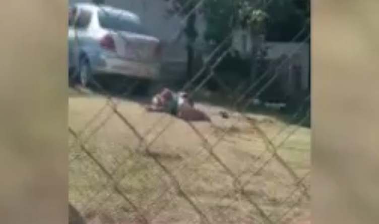 Anciana de 88 años sufrió un ataque de abejas en Villa Elisa