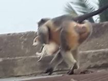 En venganza, monos enfurecidos matan a 250 cachorros de perro