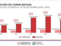 Exportación de carne bovina asciende a cerca de 235.000 toneladas en primeros nueve meses del año Exportación de carne bovina asciende a cerca de 235.000 toneladas en primeros nueve meses del año